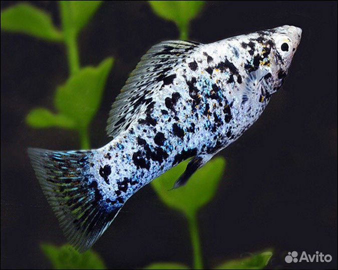 Аквариумные рыбки Рязань