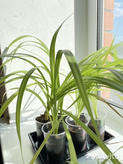 Пальма панданус