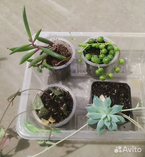 Суккуленты