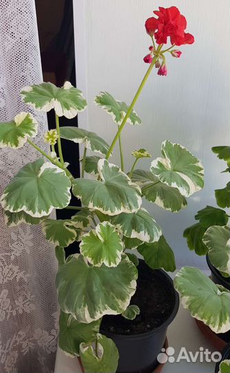 Герань пеларгония