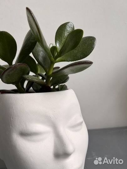 Цветок денежное дерево