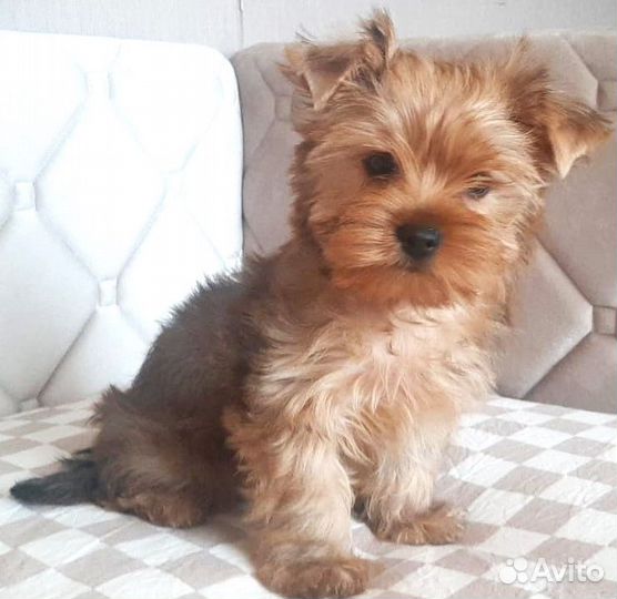Йоркширский терьер щенки
