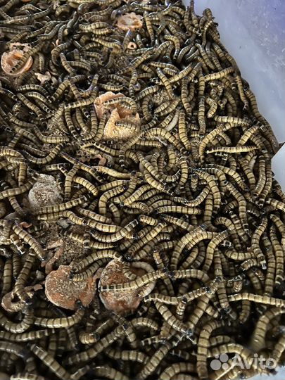 Кормовые насекомые