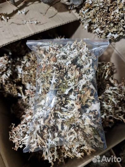 Цетрария (исландский мох)