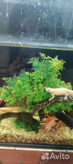 Тритоны 1 год