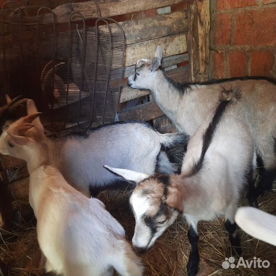 Козлята
