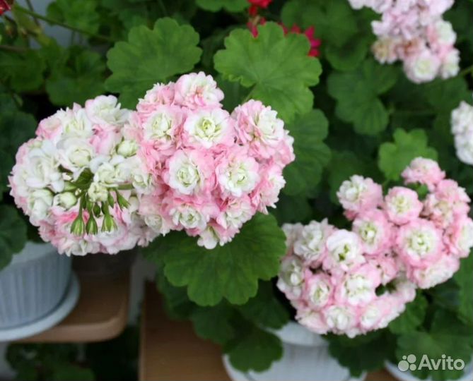 Пеларгония герань сортовая
