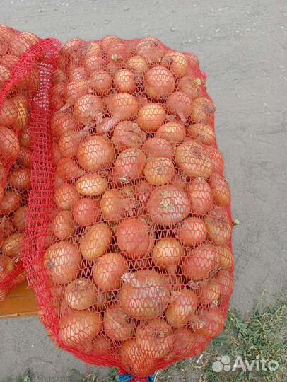 Лук репчатый. Машина идет в город 26.08.23г