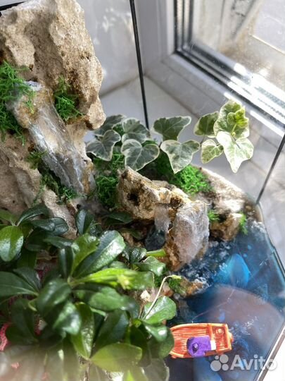 Флорариум бонсай