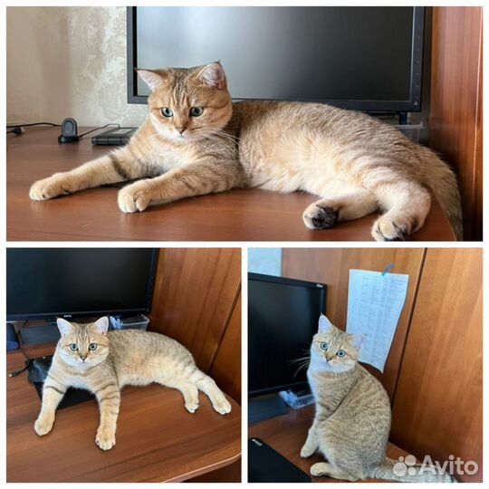 Вязка. Шотландский прямоухий кот