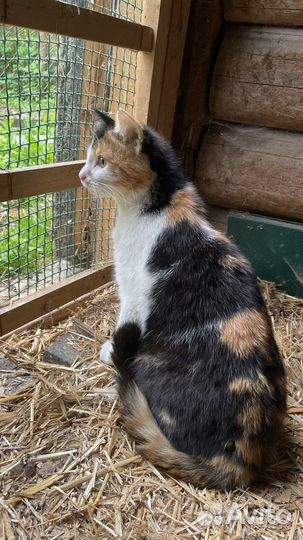 Кошке нужен дом временный или постоянный