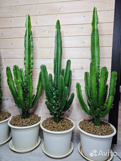 Кактус Мексиканский Эуфорбия Эритрея