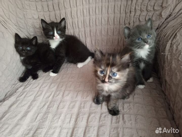 Отдам в добрые руки котят