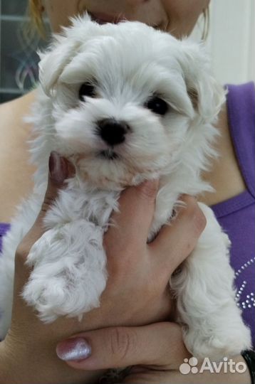 Щенки мальтезе