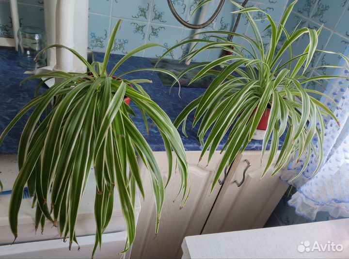 Хлорофитум