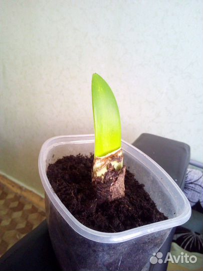 Гиппиаструм (комнатная лилия)