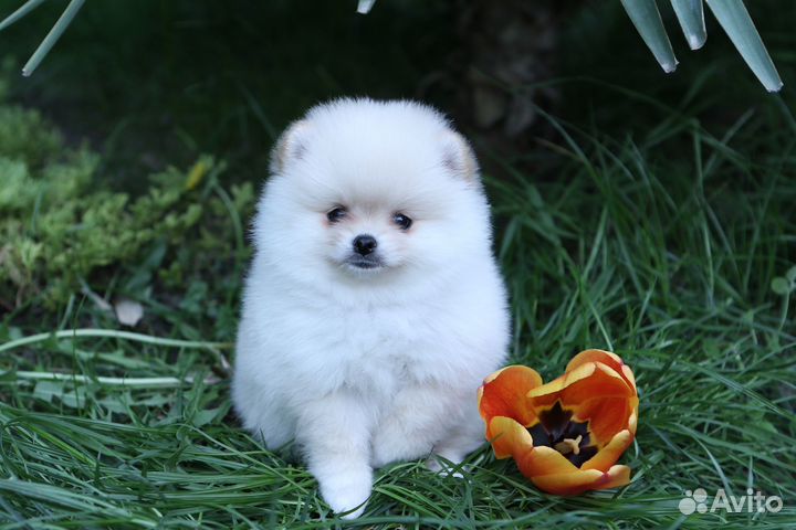 Померанский шпиц девочка