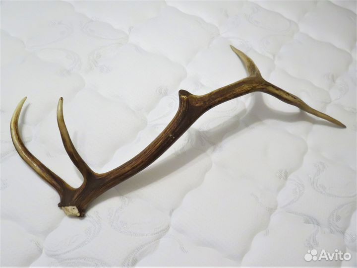 Рога оленя на деревянном постаменте