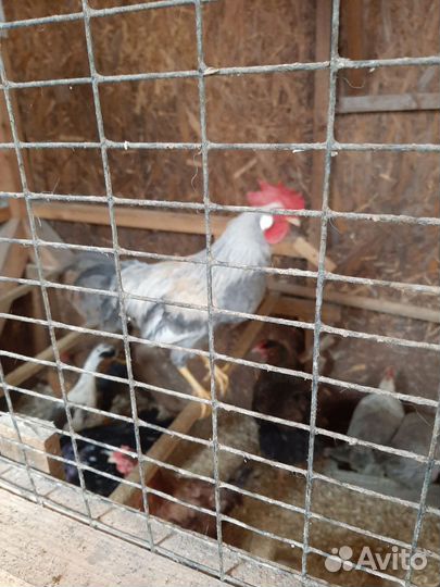 Домашняя птица