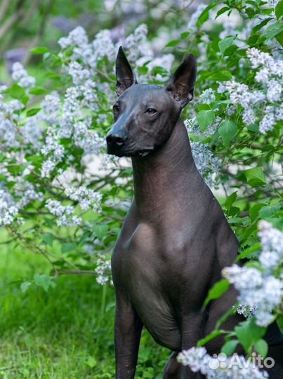 Вязка, ксолоитцкуинтли (Мексиканская голая собака)