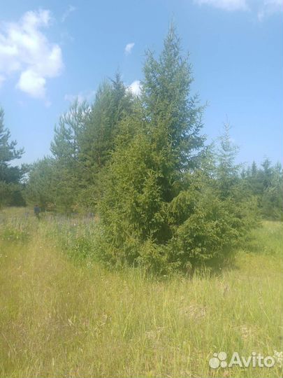 Ели, сосны 1-1,5 метра высота