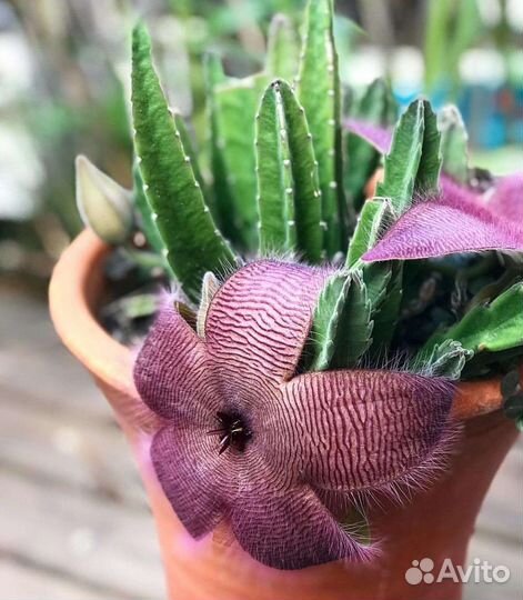 Кактусы и суккуленты