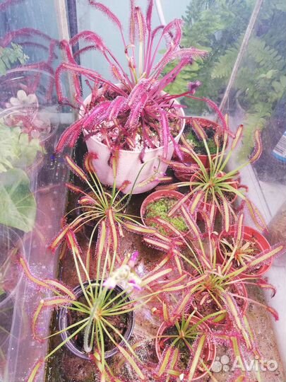 Росянка, саррацения хищные растения