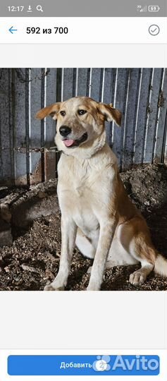 Собака в добрые руки отдам бесплатно