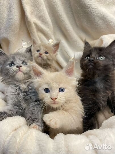 Котятки Мейн-кун