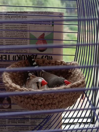 Гнездо для птиц