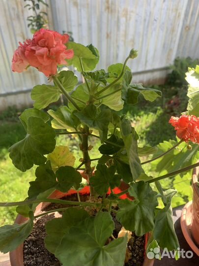 Пеларгония герань