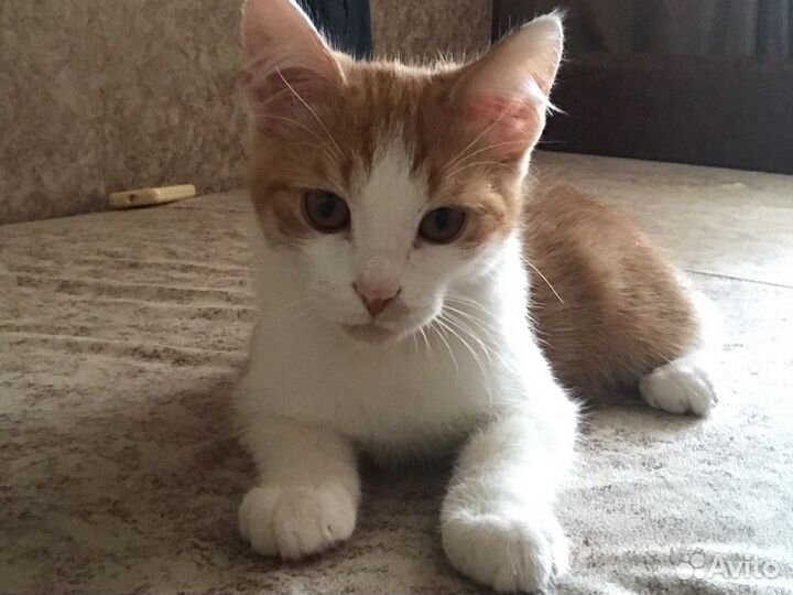 Кошка в дар бесплатно