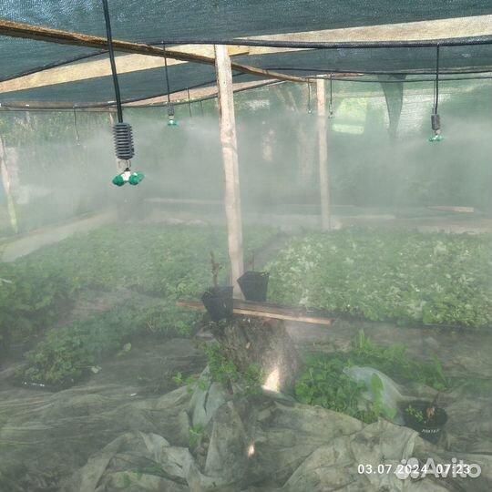 Саженцы ягодных культур. Опт и розница