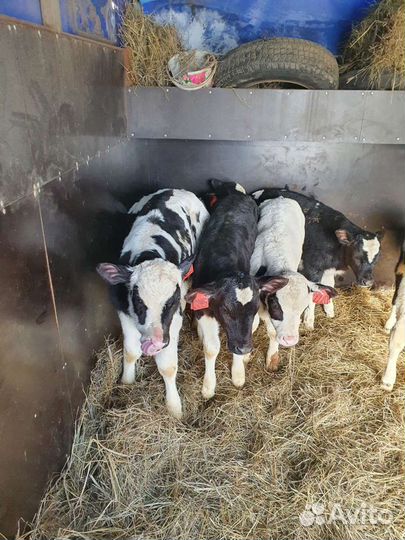 Телята бычки