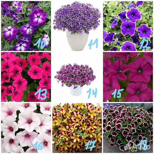 Петуния ампельная