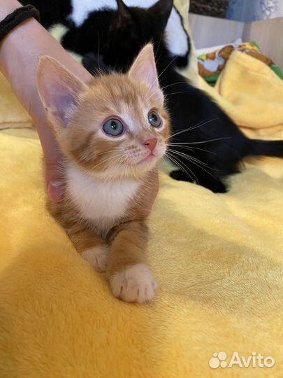 Котята в добрые руки