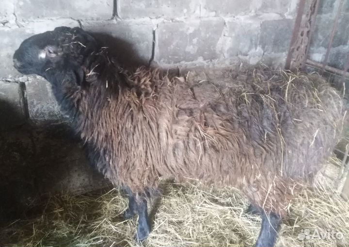 Баран эдельбайевский