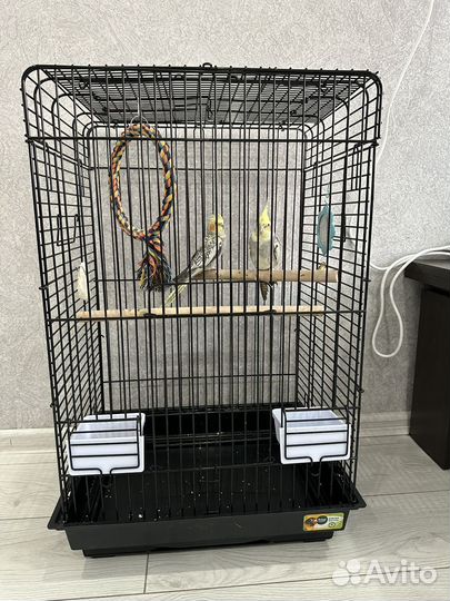 Попугай корелла с клеткой