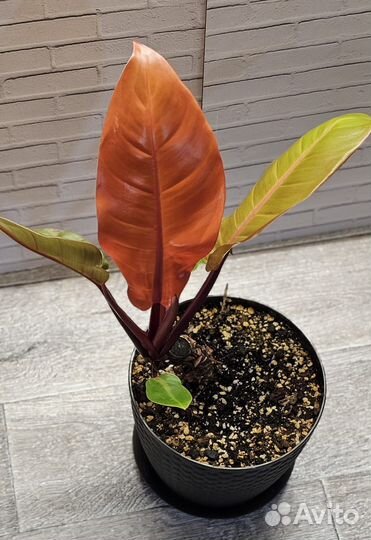 Филодендрон принц оранж