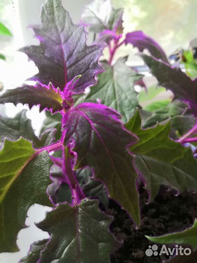 Цветок Гинура