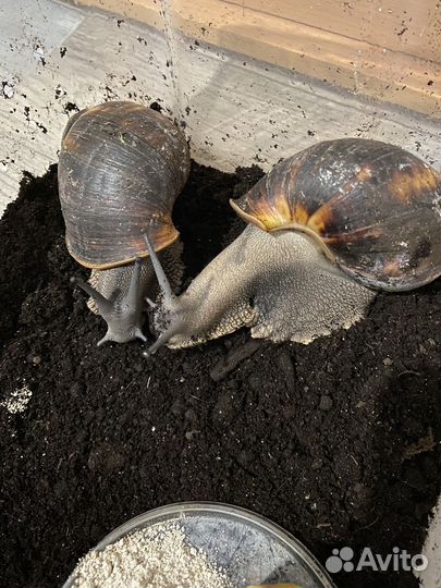 Улитка Архахатина Маргината Маргината