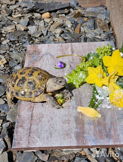 Передержка сухопутных черепах