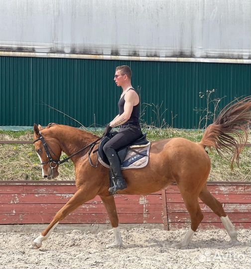 Постой, конные прогулки, фотосессии