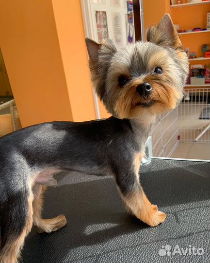 Стрижка собак