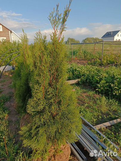 Туя смарагд