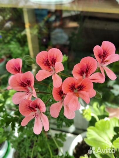 Пеларгонии