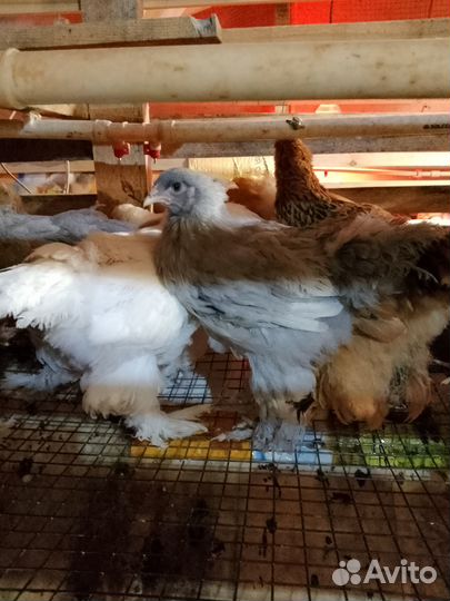 Брама цыплята куры молодки