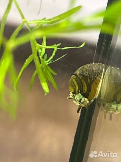 Растения и рыбки для аквариума