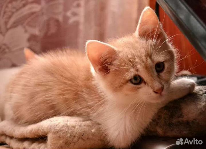 Домашние животные кошки