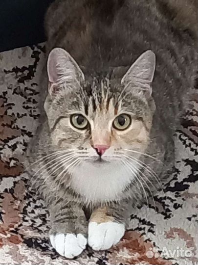 Кошечка Сима